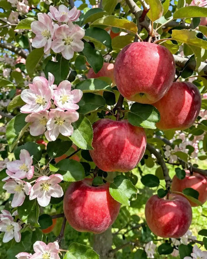 Under The Apple Tree! (Wax Melts and Bath & Body Pre-Order)